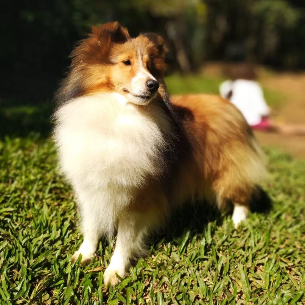 Cookie Sheltie