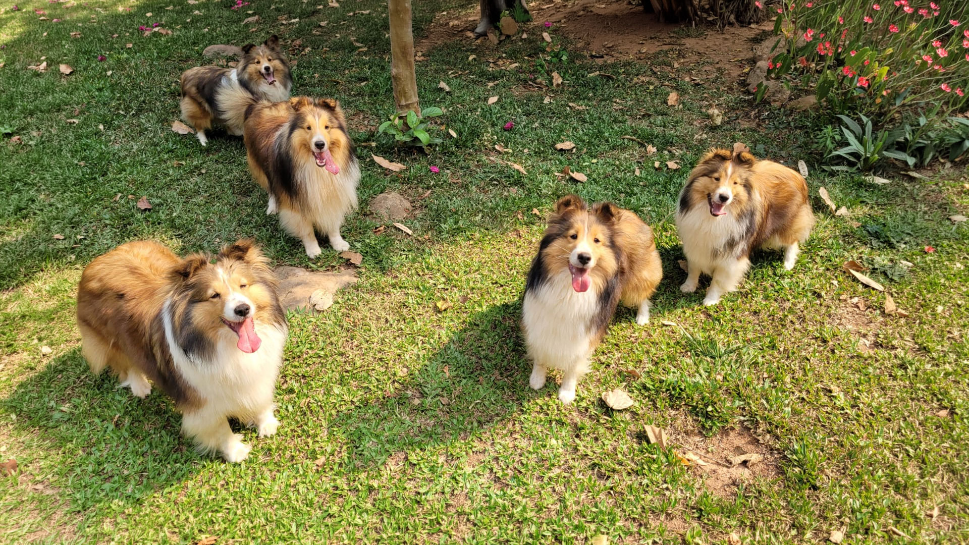 shelties